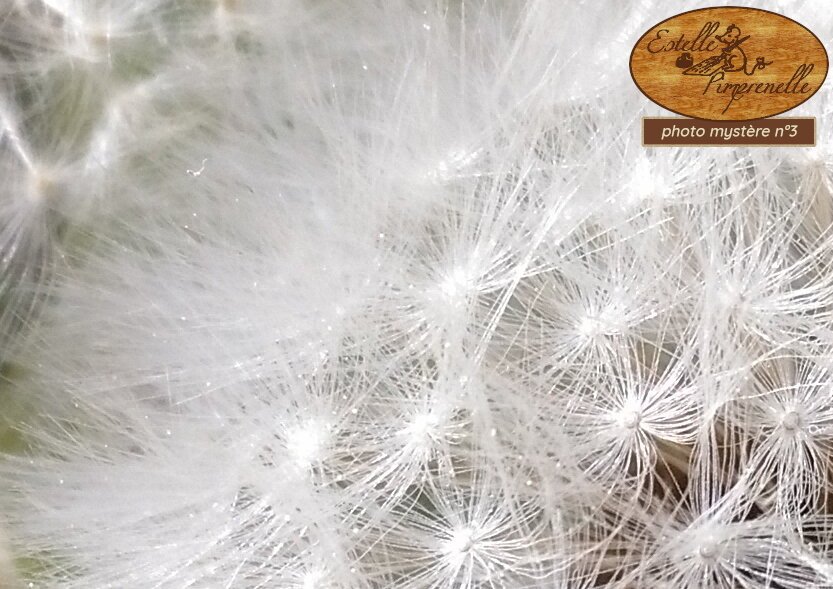 photo mystère n°3